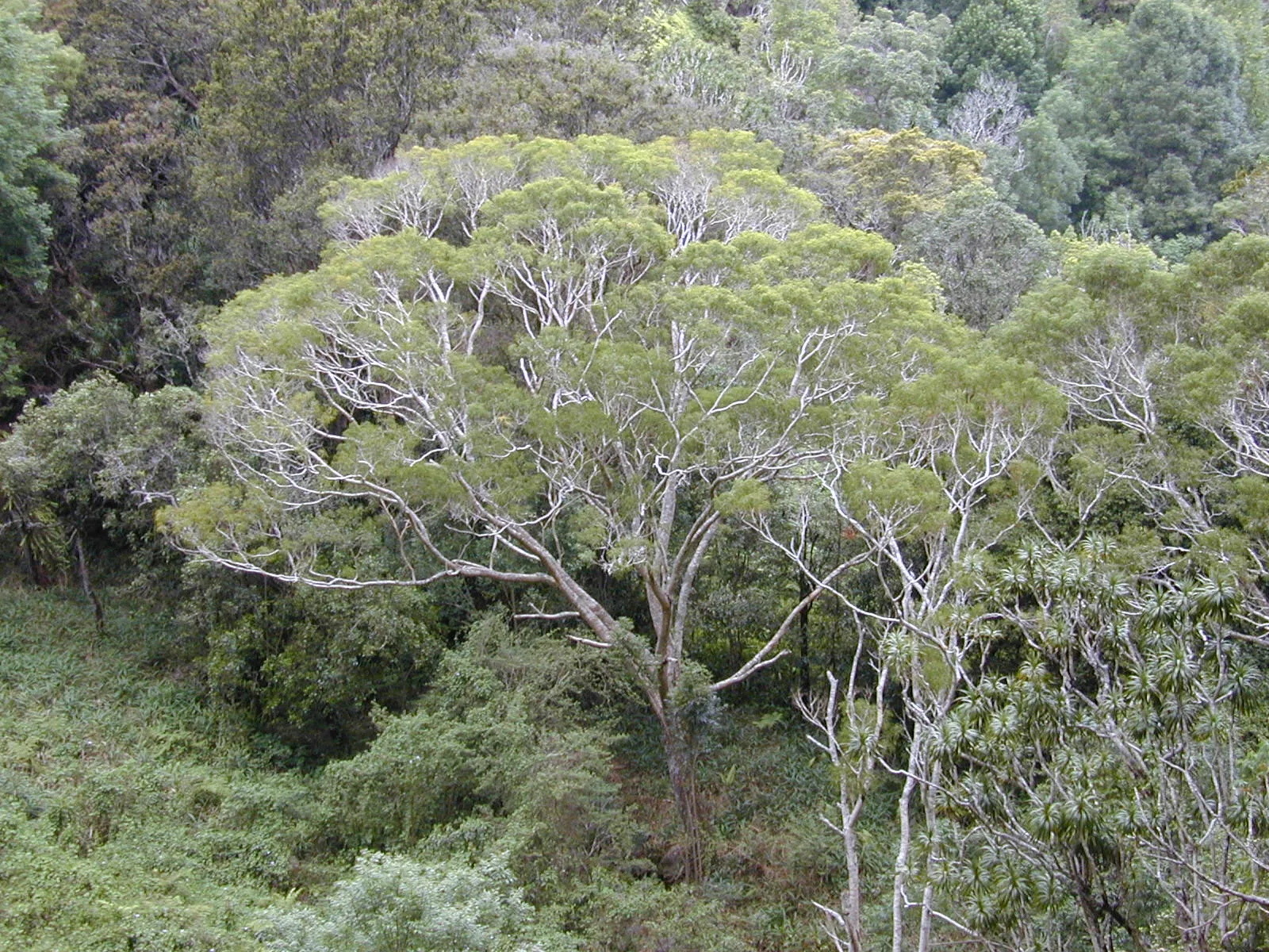 koa-tree koa-tree