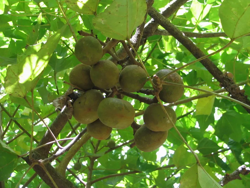 Hawaii kukui nut oil is a natural moisturizer. Photo courtesy Natural Dog Company.