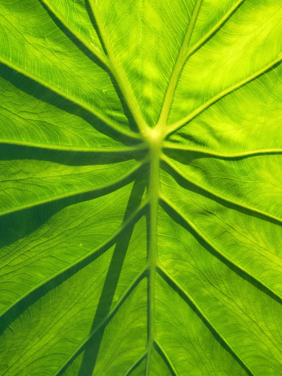 leaf-467127_1280 leaf-467127_1280