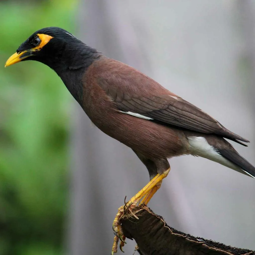 mynah-bird