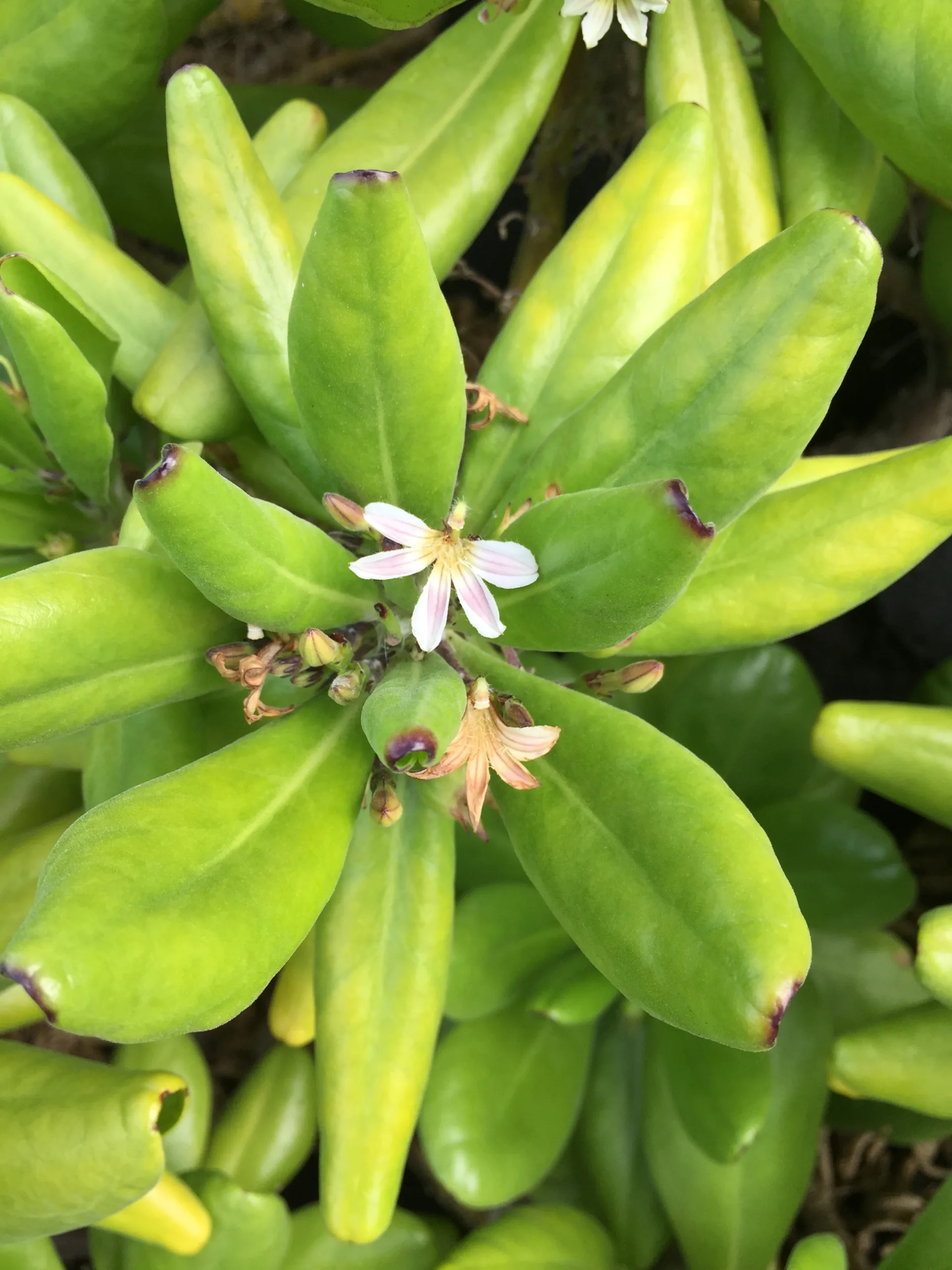 a naupaka flower