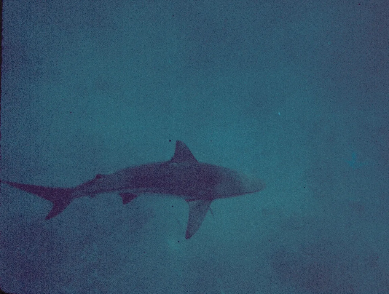shark-safety-shark shark-safety-shark