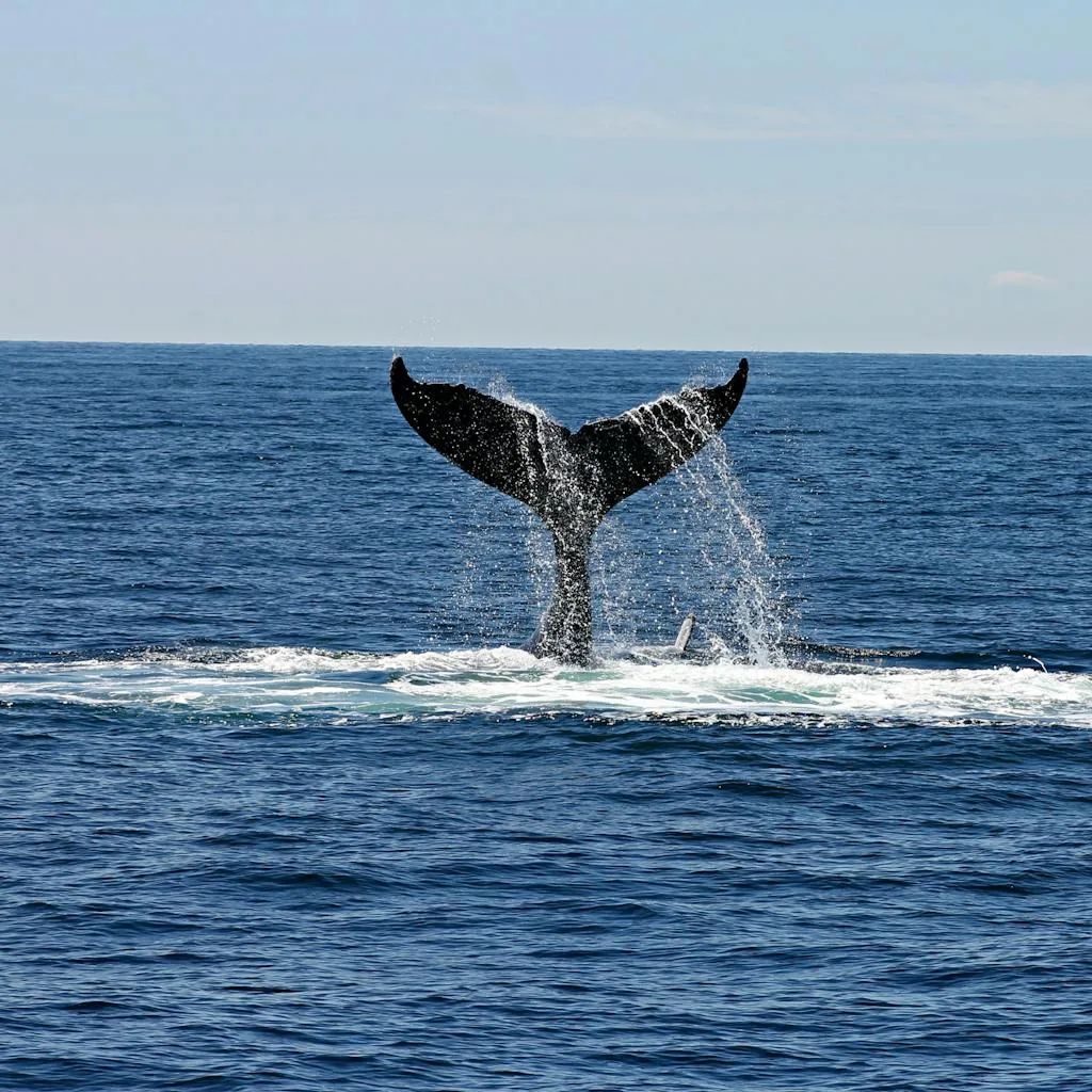 whale tail in the ocean