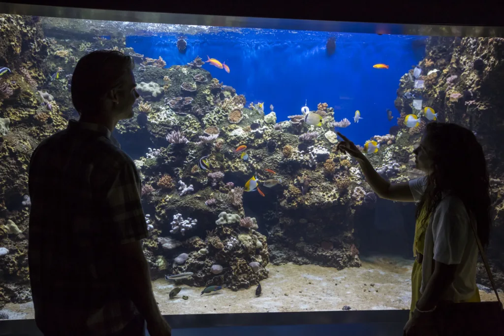 someone looking at fish in an aquarium