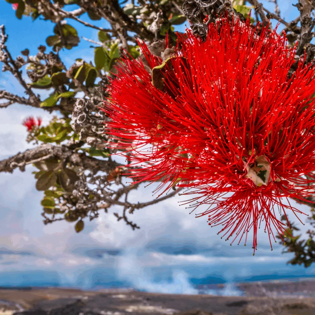 ʻōhiʻa lehua