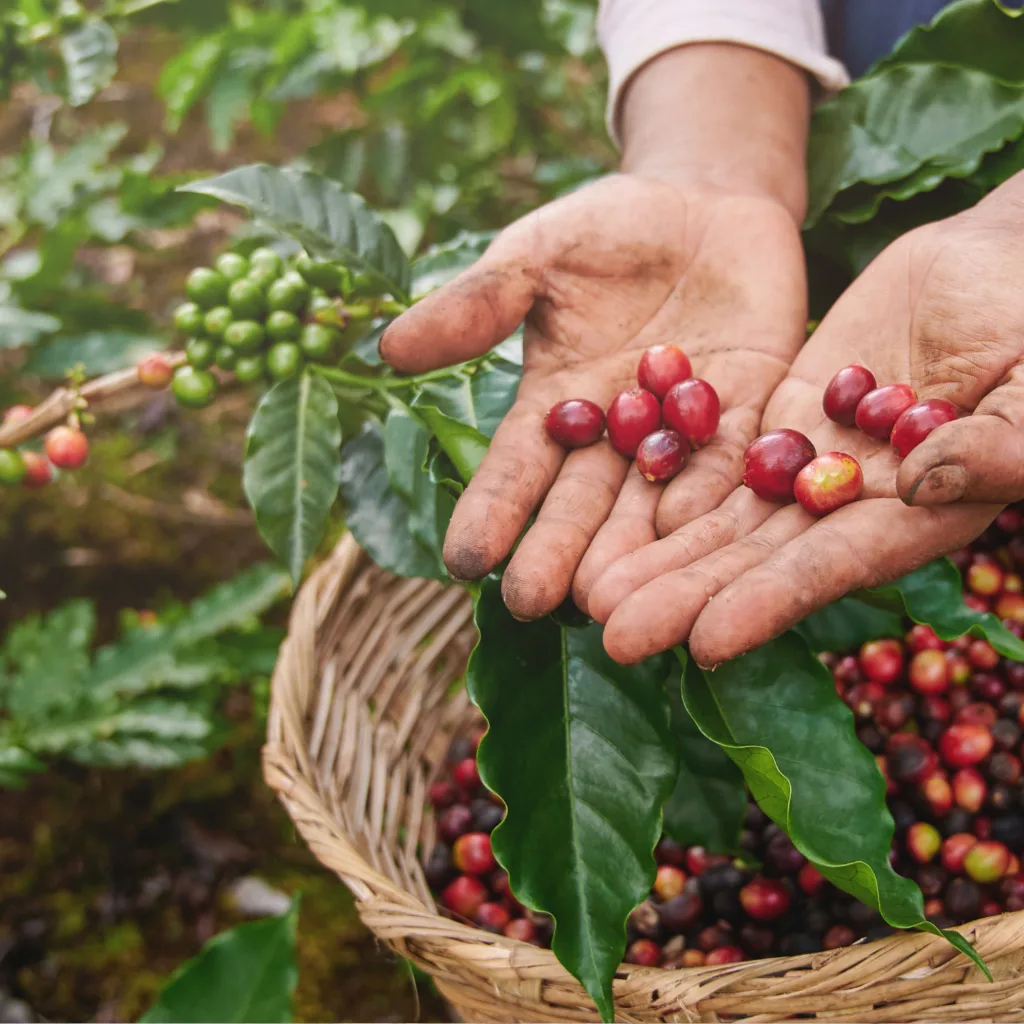 Coffee farming in Captain Cook Hawaii