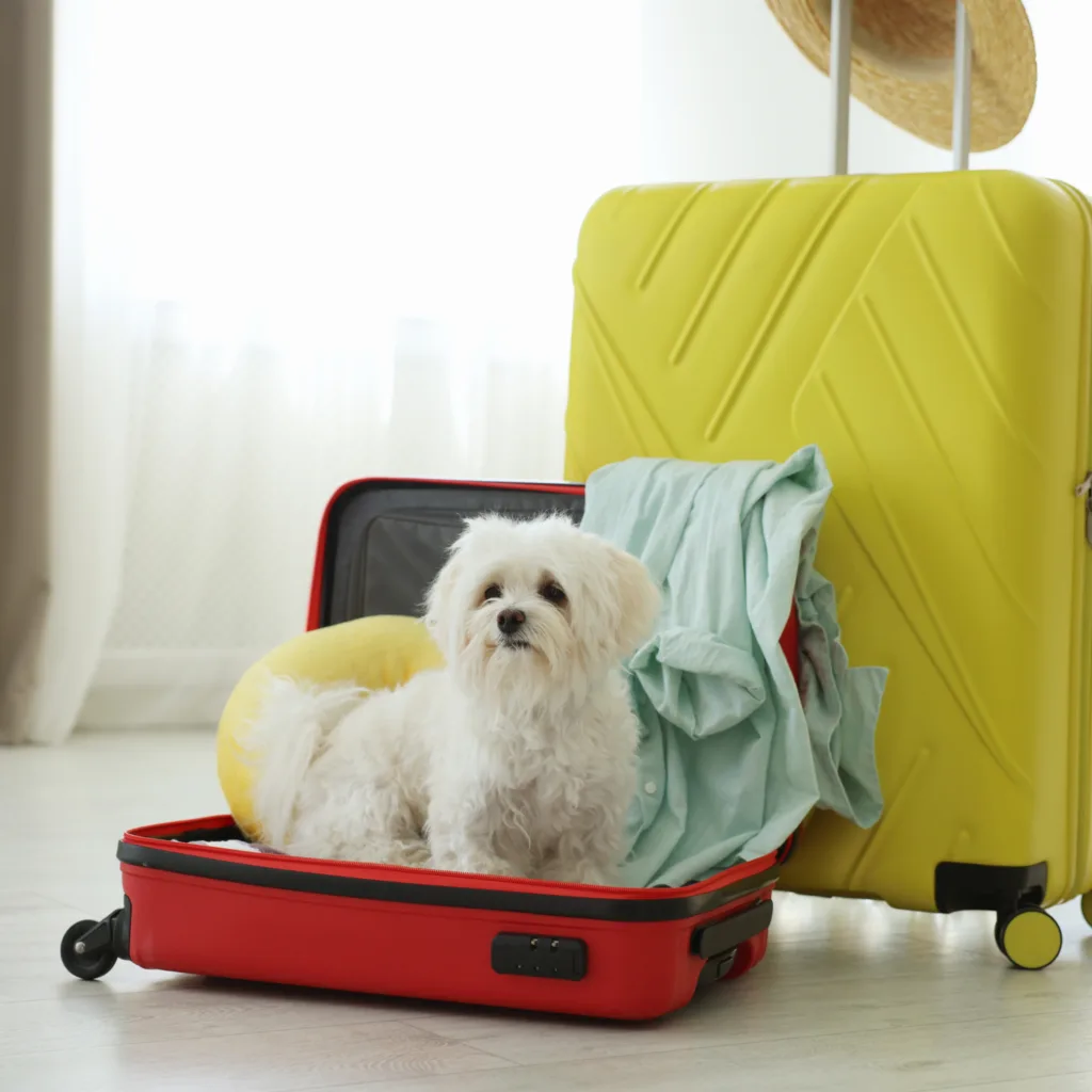 Bringing your dog along on vacation