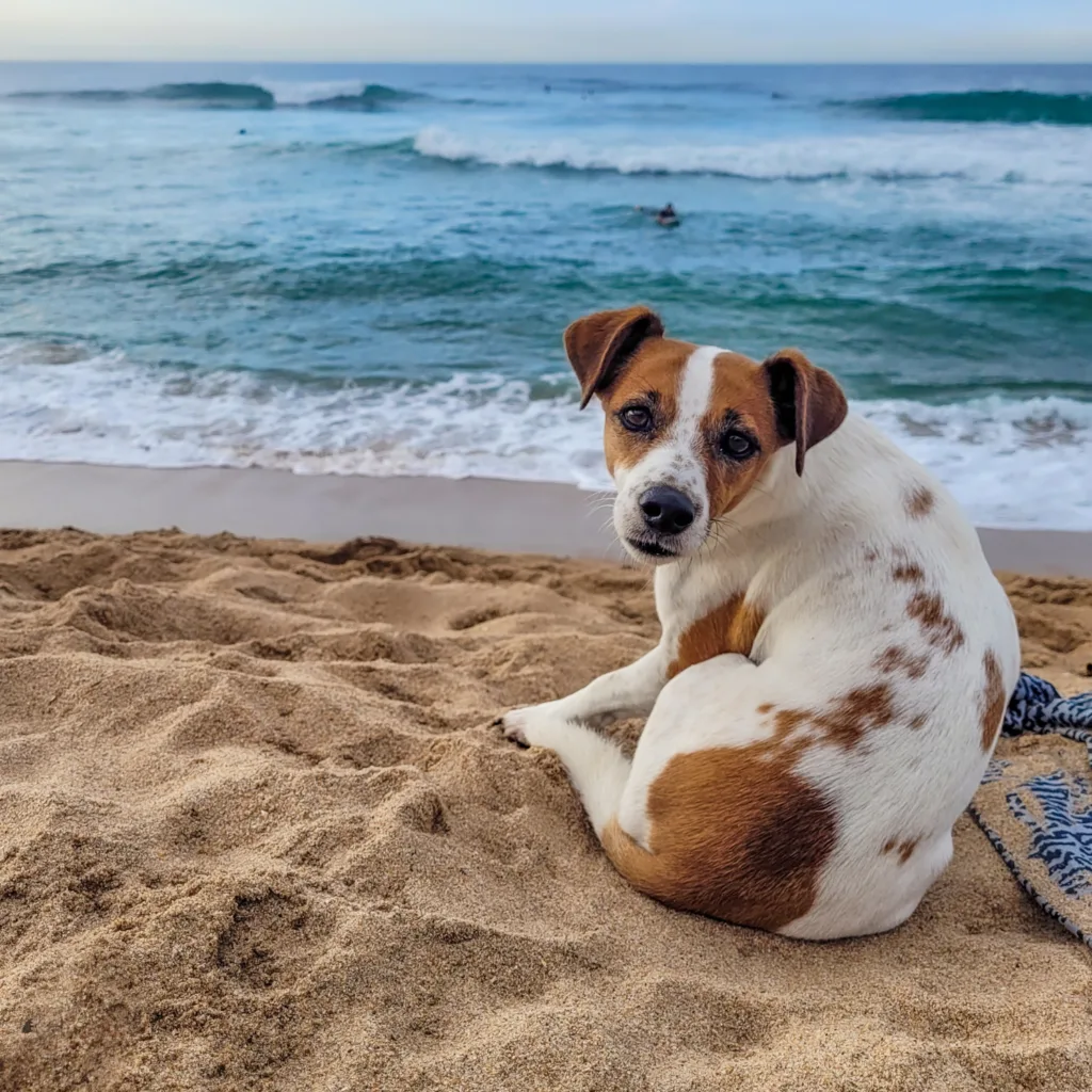 Dog relaxing on a beach in Hawaii