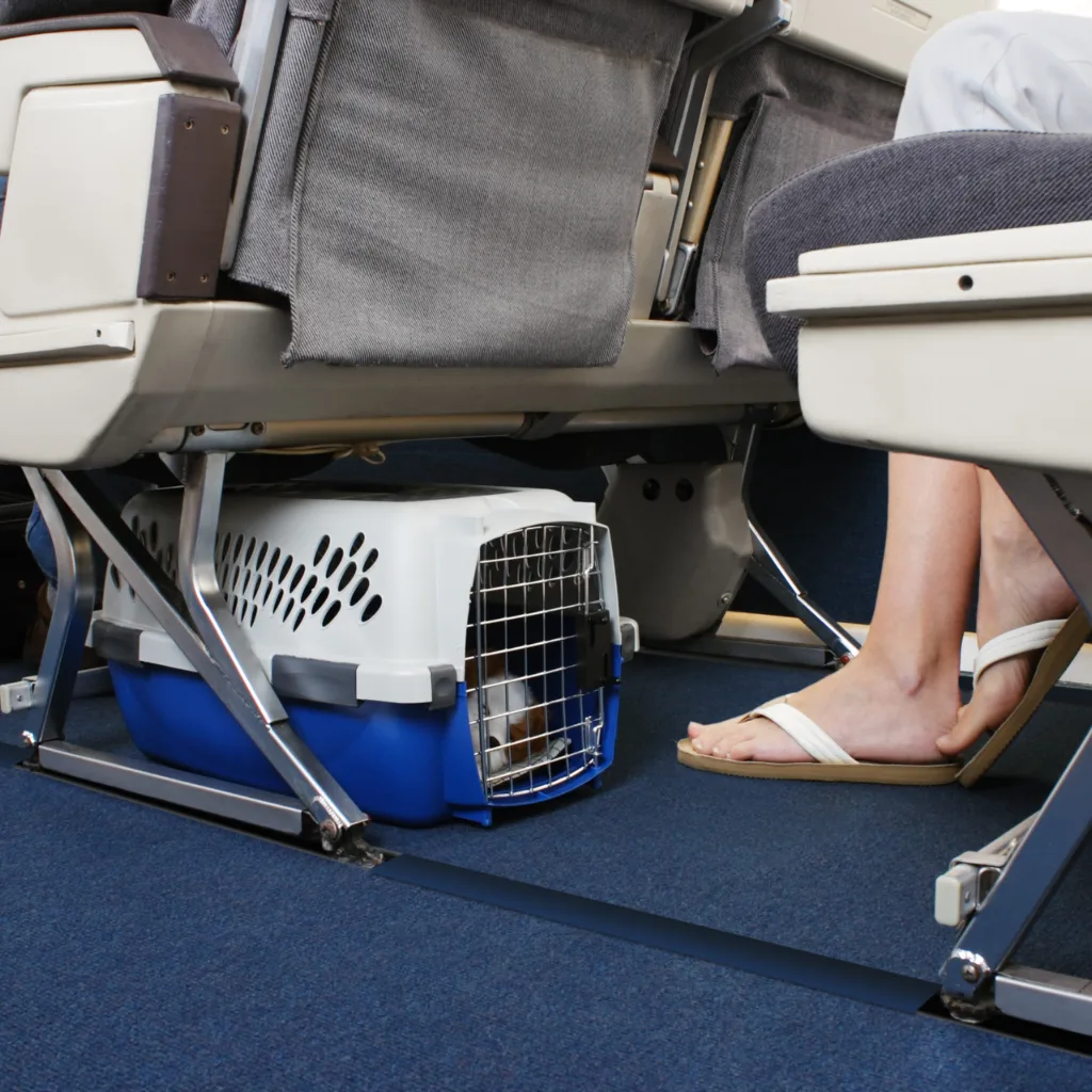 Is your dog small enough to fly in the cabin to Hawaii