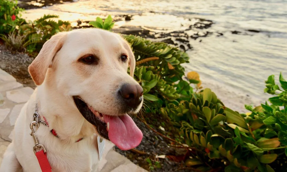 traveling to hawaii with dog